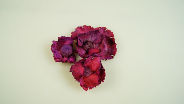 Image for Flori de cocos inalbit mov