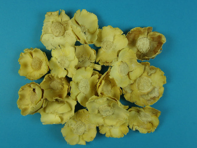 Image for Flori de cocos crem