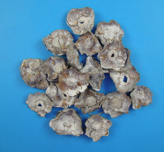 Image for Flori de cocos cu chiciura