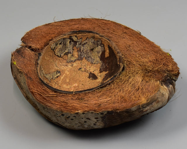 Image for Nuca de cocos half natur