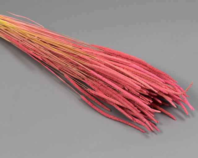 Image for Phleum 80gr lt pink