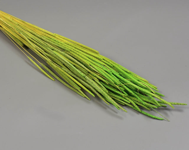 Image for Phleum 80gr applegreen