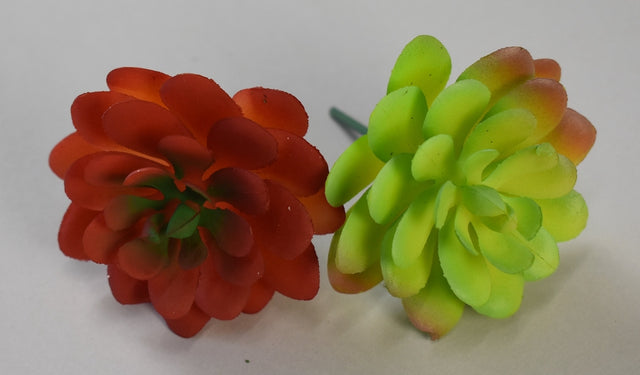 Image for Suculente mixt S/10