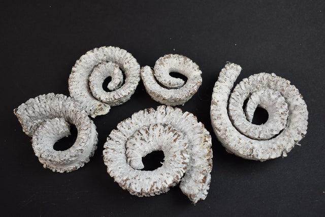 Image for Coarna de berbec jumat. cu chiciura