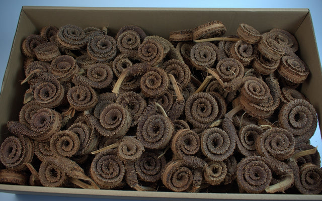 Image for Coarna de berbec 100buc.