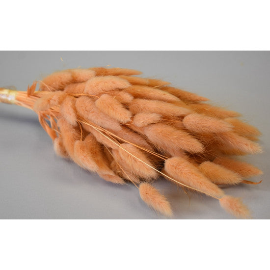 Lagurus 50gr inalbit piersica