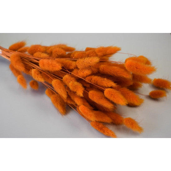 Lagurus 50gr portocaliu