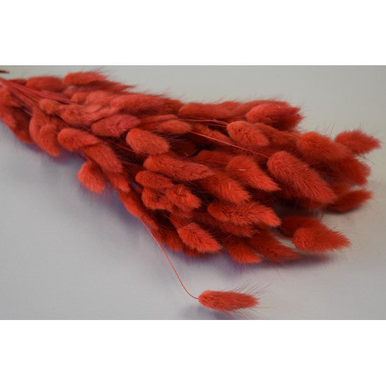Lagurus 50gr rosu