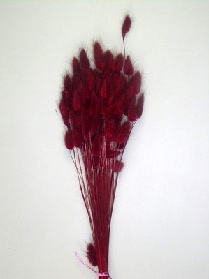 Image for Lagurus 50gr bordeaux