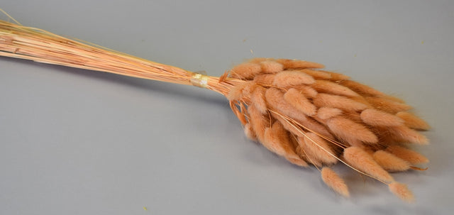 Image for Lagurus 50gr inalbit piersica