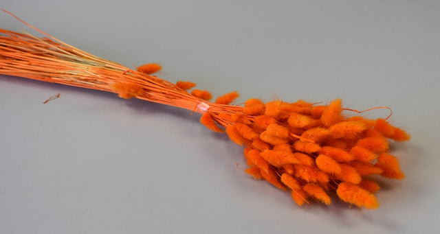 Image for Lagurus 50gr. inalbit portocaliu