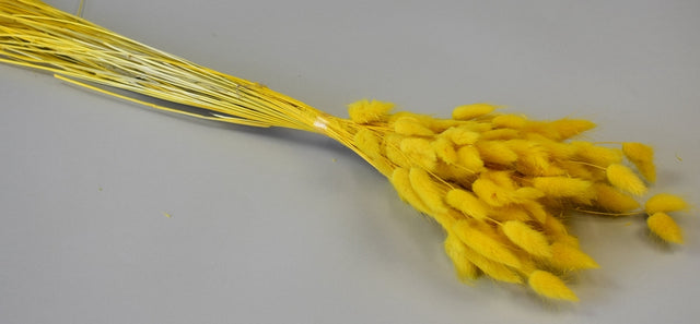 Image for Lagurus 50gr inalbit galben