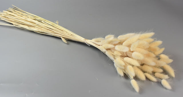 Image for Lagurus inalbit 50gr