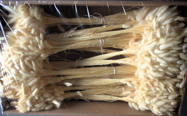 Image for Lagurus inalbit 1kg