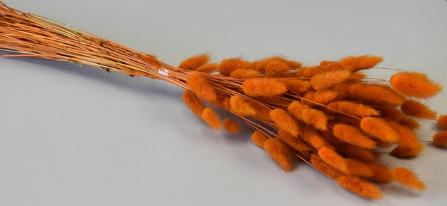 Image for Lagurus 50gr portocaliu