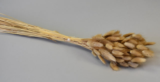 Image for Lagurus natur 50gr