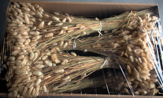 Image for Lagurus natur 1,4kg/pachet