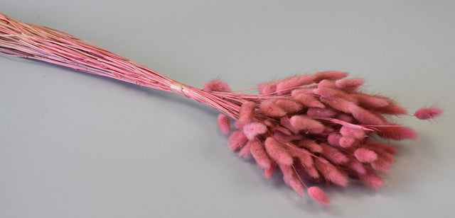 Image for Lagurus 50gr roz