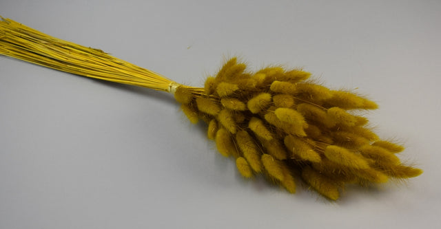 Image for Lagurus 50gr galben