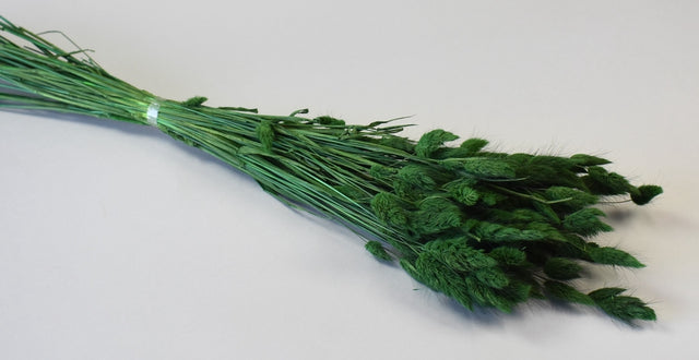 Image for Lagurus verde inchis