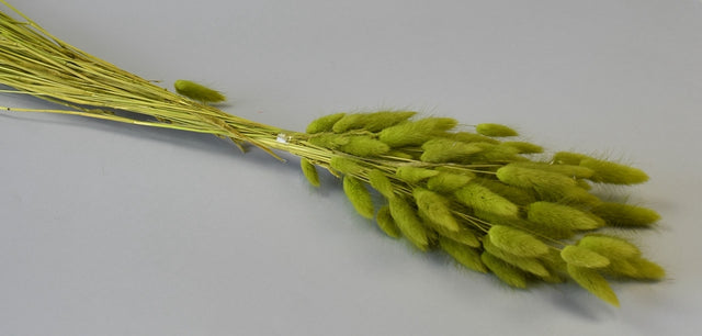 Image for Lagurus verde deschis