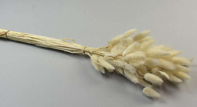 Image for Lagurus inalbit