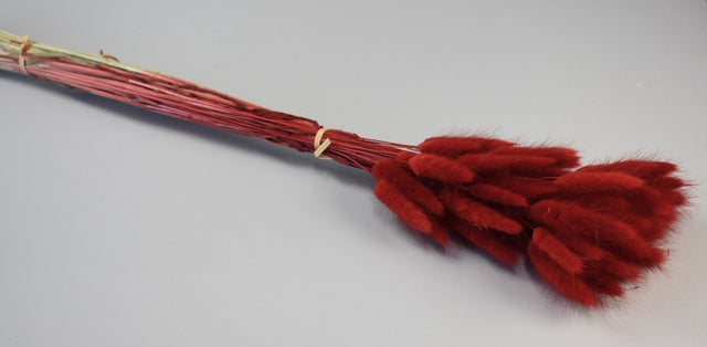 Image for Lagurus (O) rosu