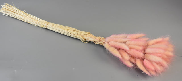 Image for Lagurus ombre piersica