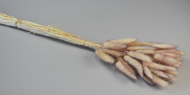 Image for Lagurus ombre cappuccino