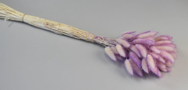 Image for Lagurus ombre mov