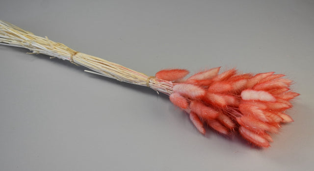 Image for Lagurus ombre rosu