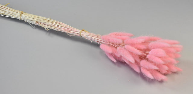 Image for Lagurus ombre roz