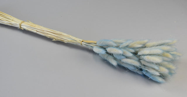 Image for Lagurus ombre albastru deschis