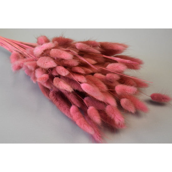 Lagurus 50gr roz