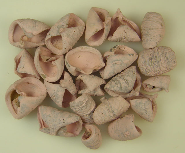 Image for Lali vopsit roz