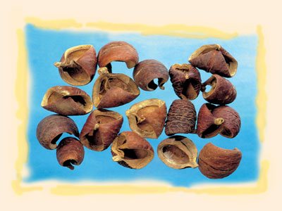 Image for Lali natur