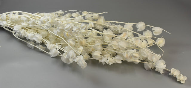 Image for Floare lampion inalbit