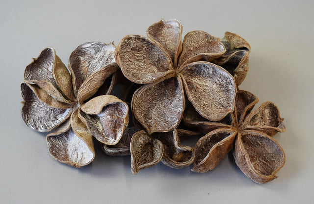 Image for Landlotus cu chiciura