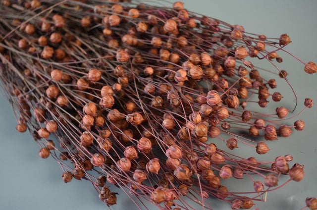 Image for In 100gr roz