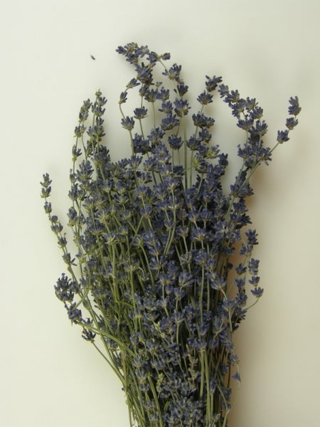 imagine produs Levantica franceza