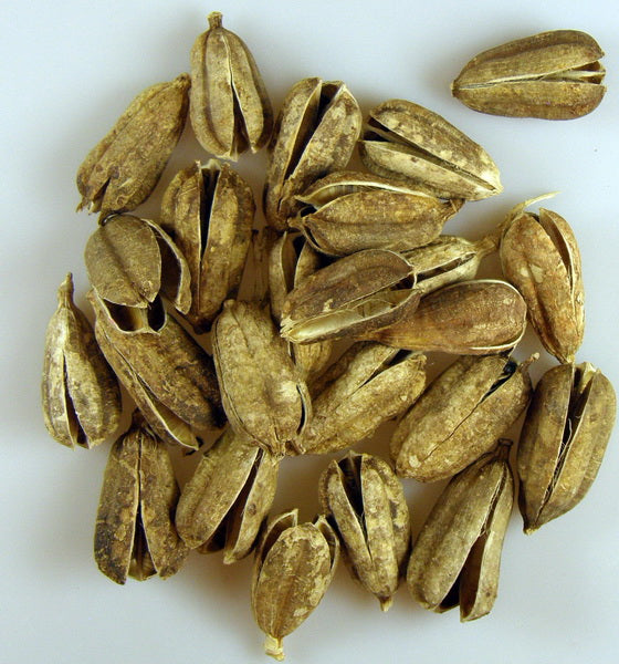 Image for Lili XXL crem