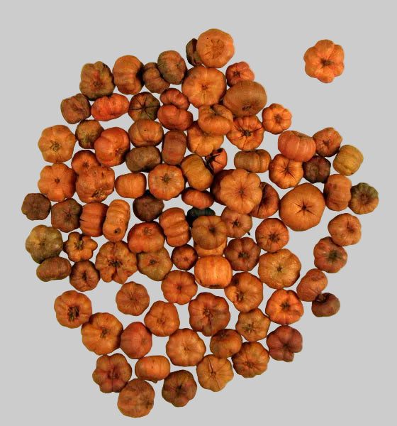 Image for Bostanei mini portocaliu