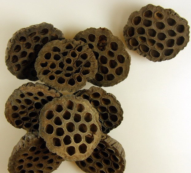 imagine produs Lotus extra 10-cm