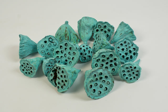 Image for Lotus mic 4-6cm vopsit aqua