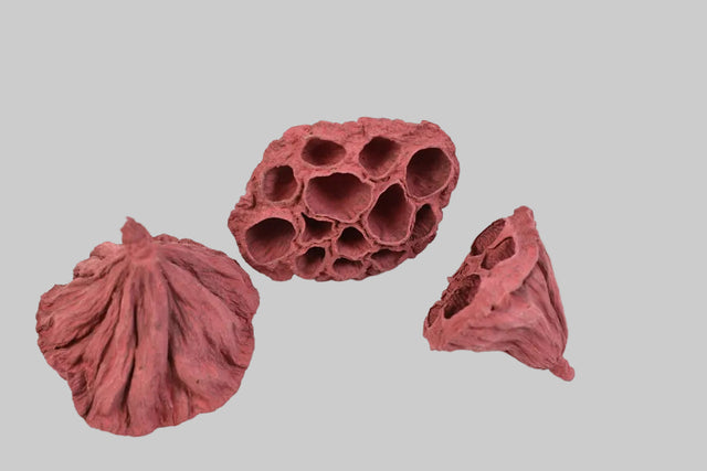 Image for Lotus mic4-6cm vopsit bordeaux