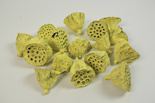 Image for Lotus mic 4-6cm vopsit galben