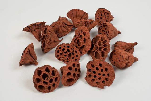 Image for Lotus mic 4-6cm vopsit maro deschis