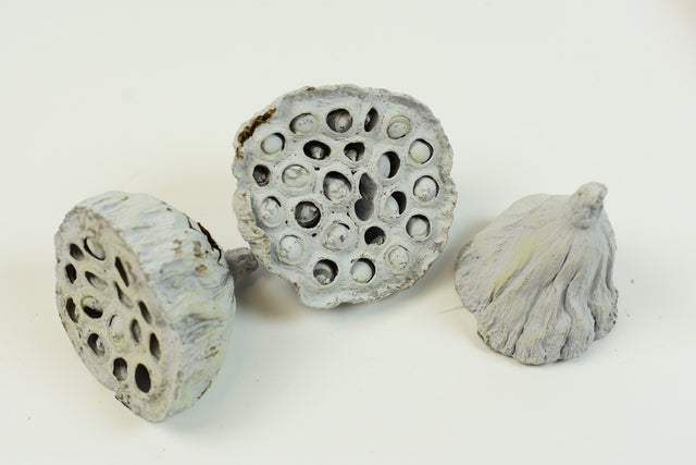 Image for Lotus mic 4-6cm vopsit albastru deschis