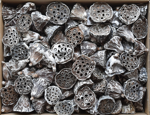 Image for Lotus mic 4-6cm inzapezit