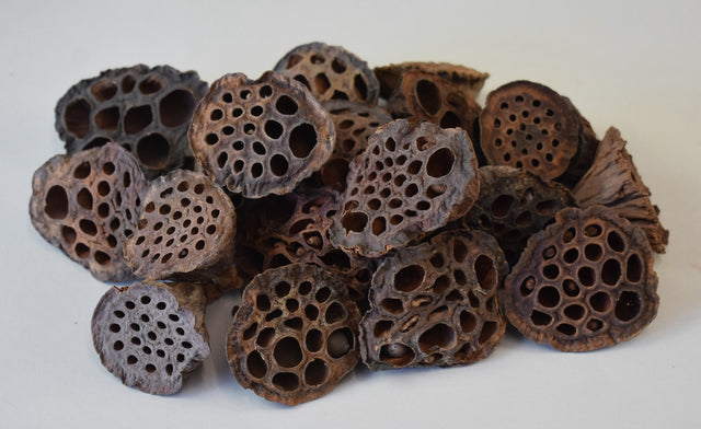 Image for Lotus mic 4-6cm natur